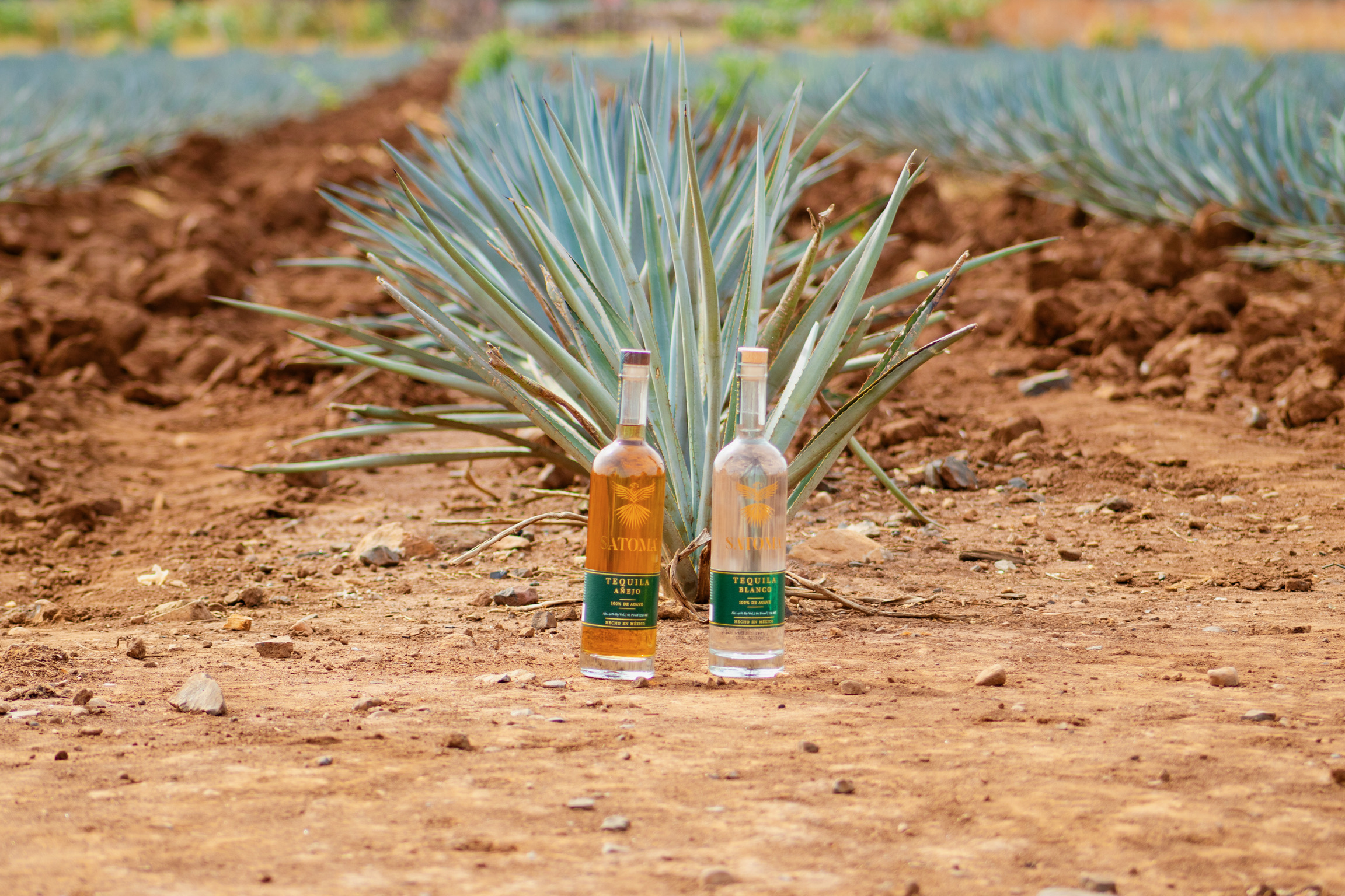 Agave Field Background